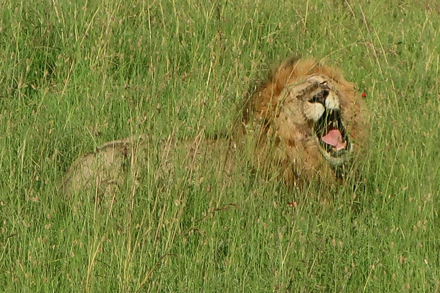 Hungry Lion in the savanna